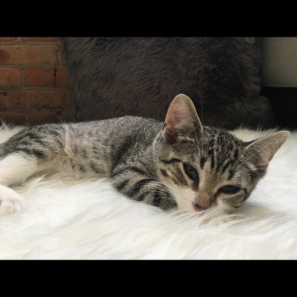 Meet your Posher, Julia - Picture 1 of 1